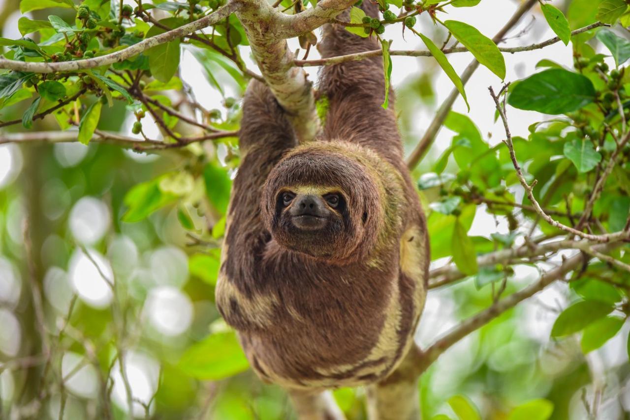 Amazon Muyuna Lodge Paraíso Eksteriør bilde