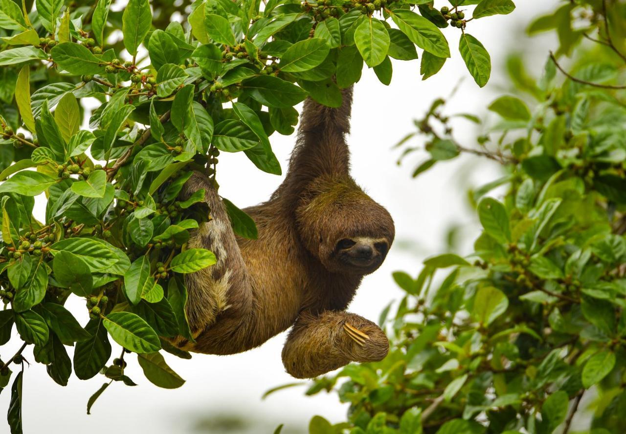 Amazon Muyuna Lodge Paraíso Eksteriør bilde