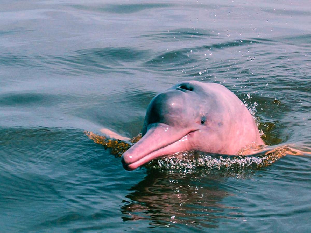 Amazon Muyuna Lodge Paraíso Eksteriør bilde