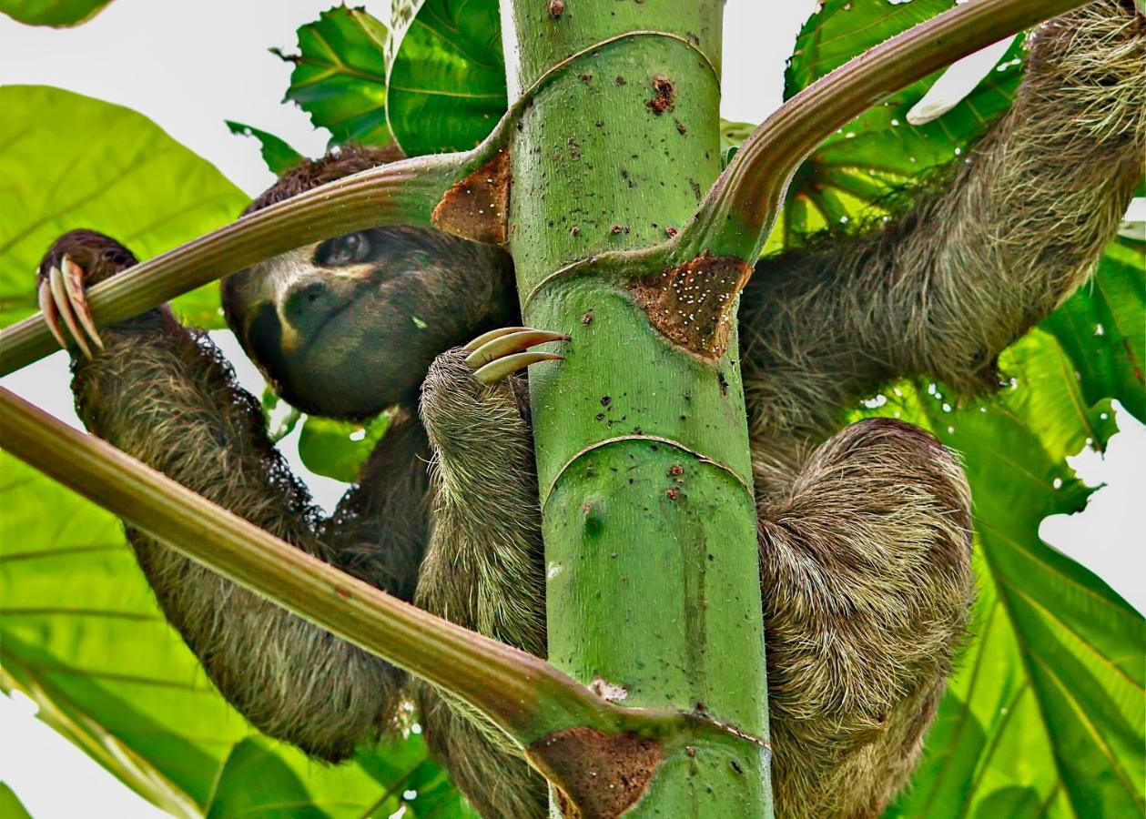 Amazon Muyuna Lodge Paraíso Eksteriør bilde