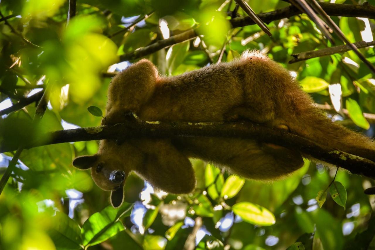 Amazon Muyuna Lodge Paraíso Eksteriør bilde