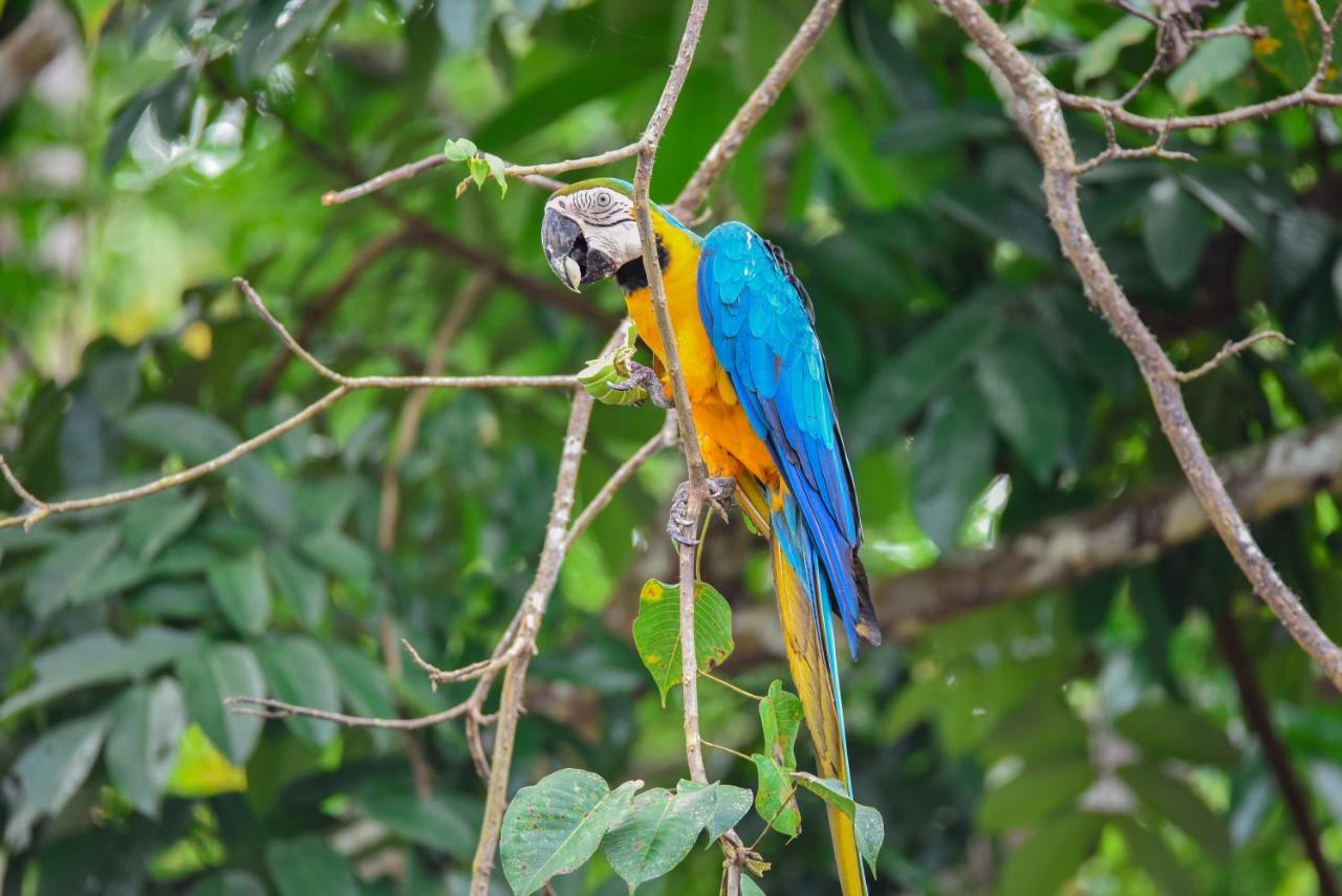 Amazon Muyuna Lodge Paraíso Eksteriør bilde