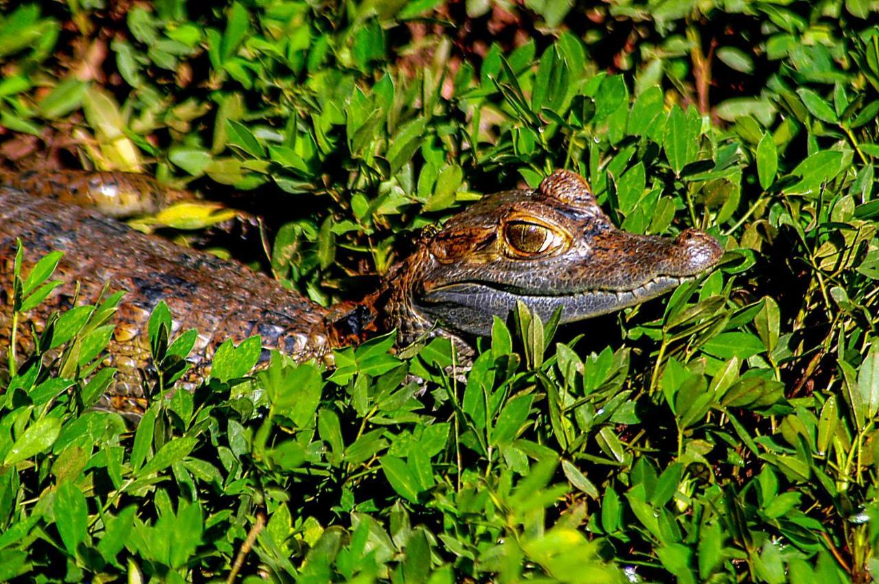 Amazon Muyuna Lodge Paraíso Eksteriør bilde