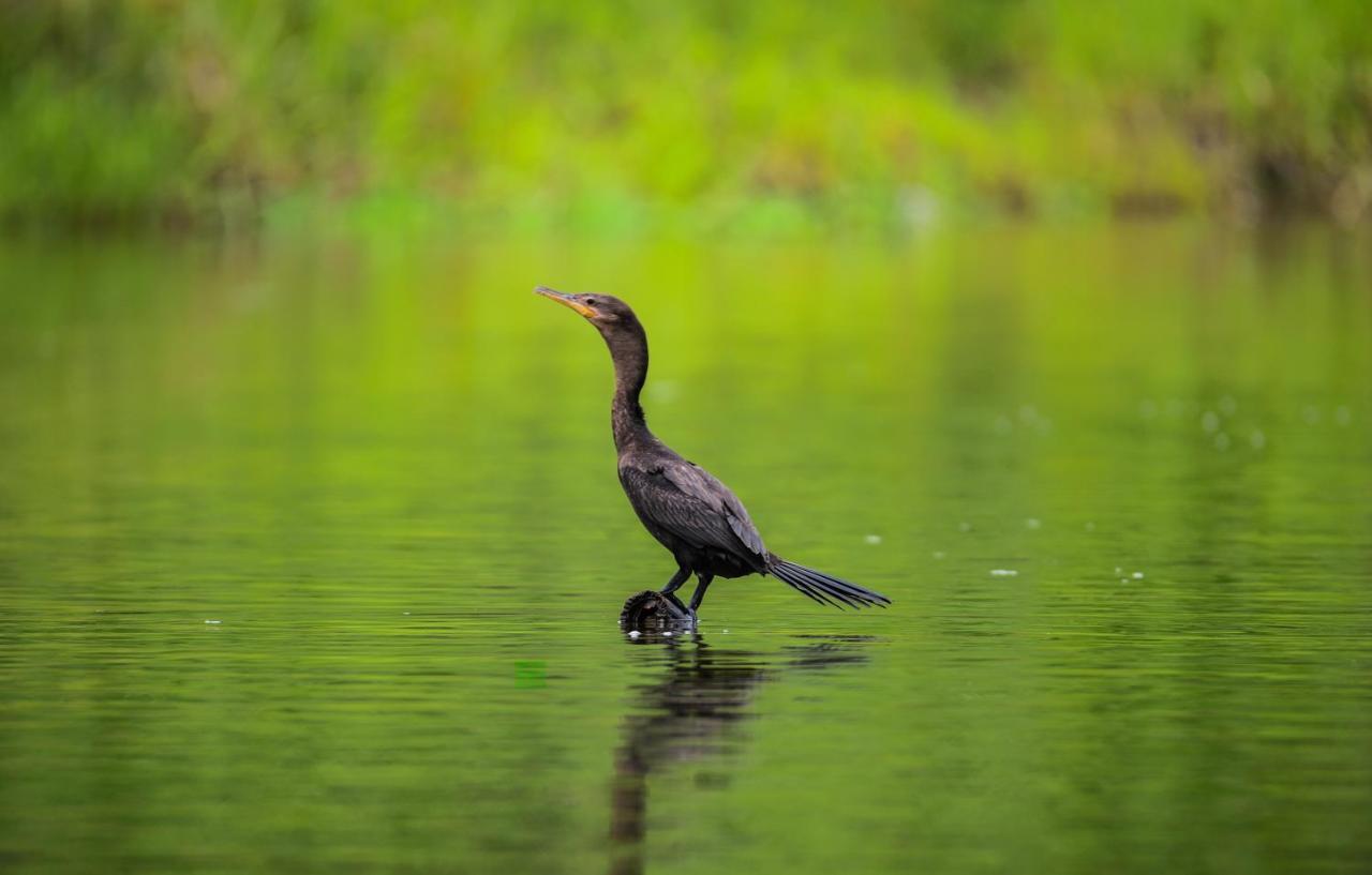 Amazon Muyuna Lodge Paraíso Eksteriør bilde