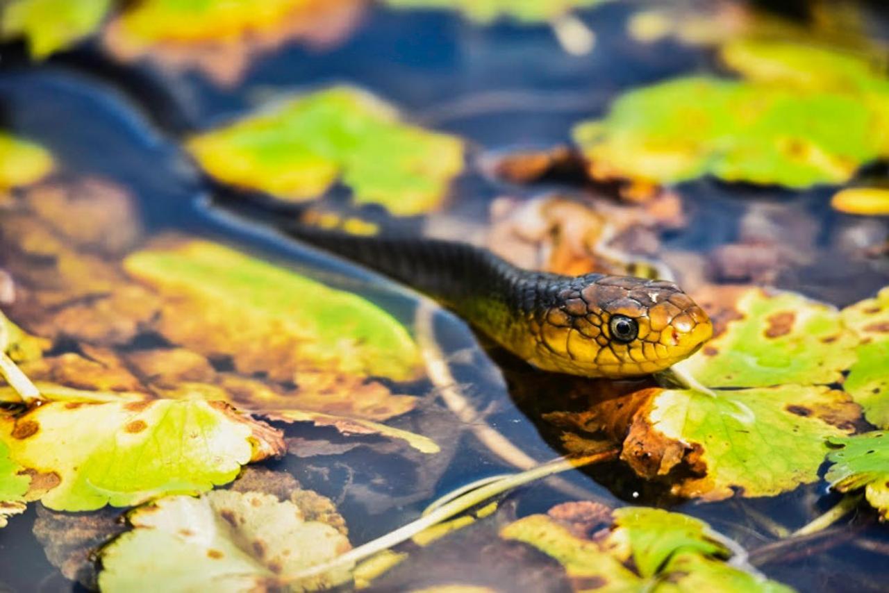 Amazon Muyuna Lodge Paraíso Eksteriør bilde