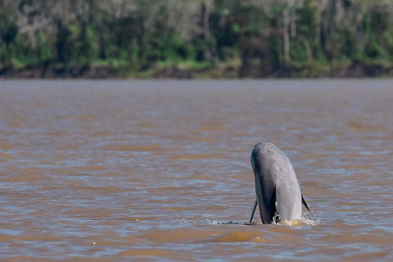 Amazon Muyuna Lodge Paraíso Eksteriør bilde