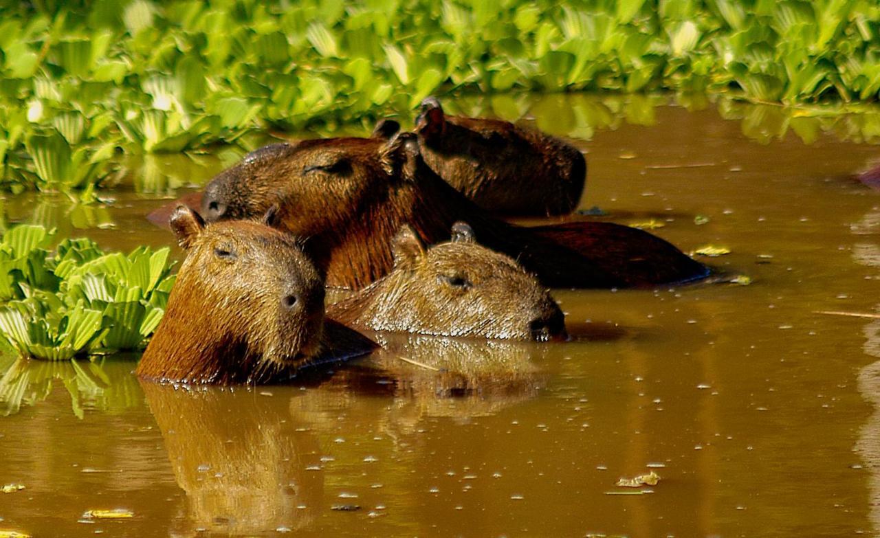 Amazon Muyuna Lodge Paraíso Eksteriør bilde