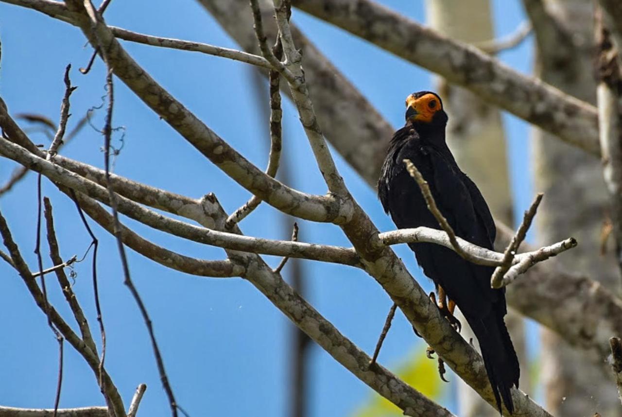 Amazon Muyuna Lodge Paraíso Eksteriør bilde
