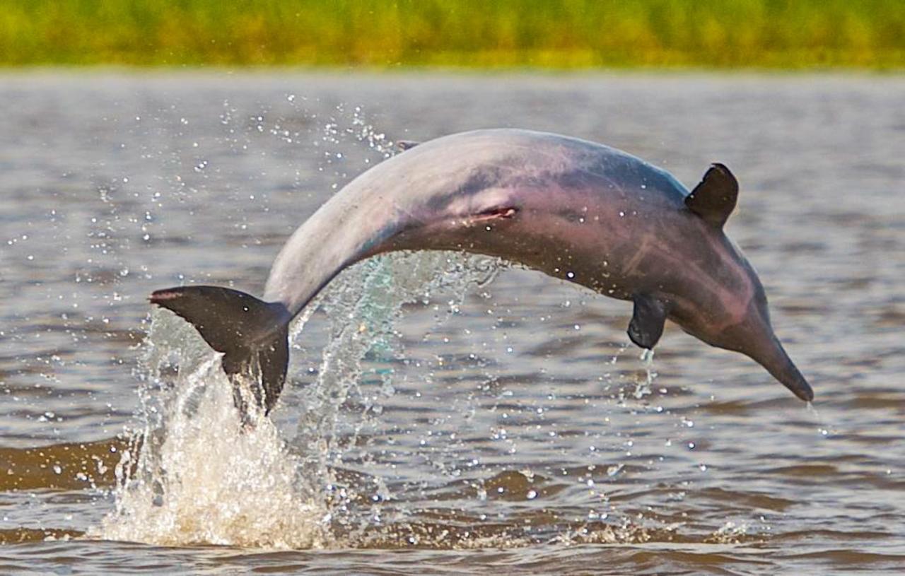 Amazon Muyuna Lodge Paraíso Eksteriør bilde