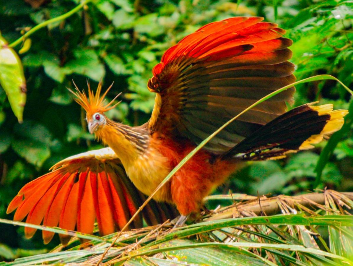 Amazon Muyuna Lodge Paraíso Eksteriør bilde