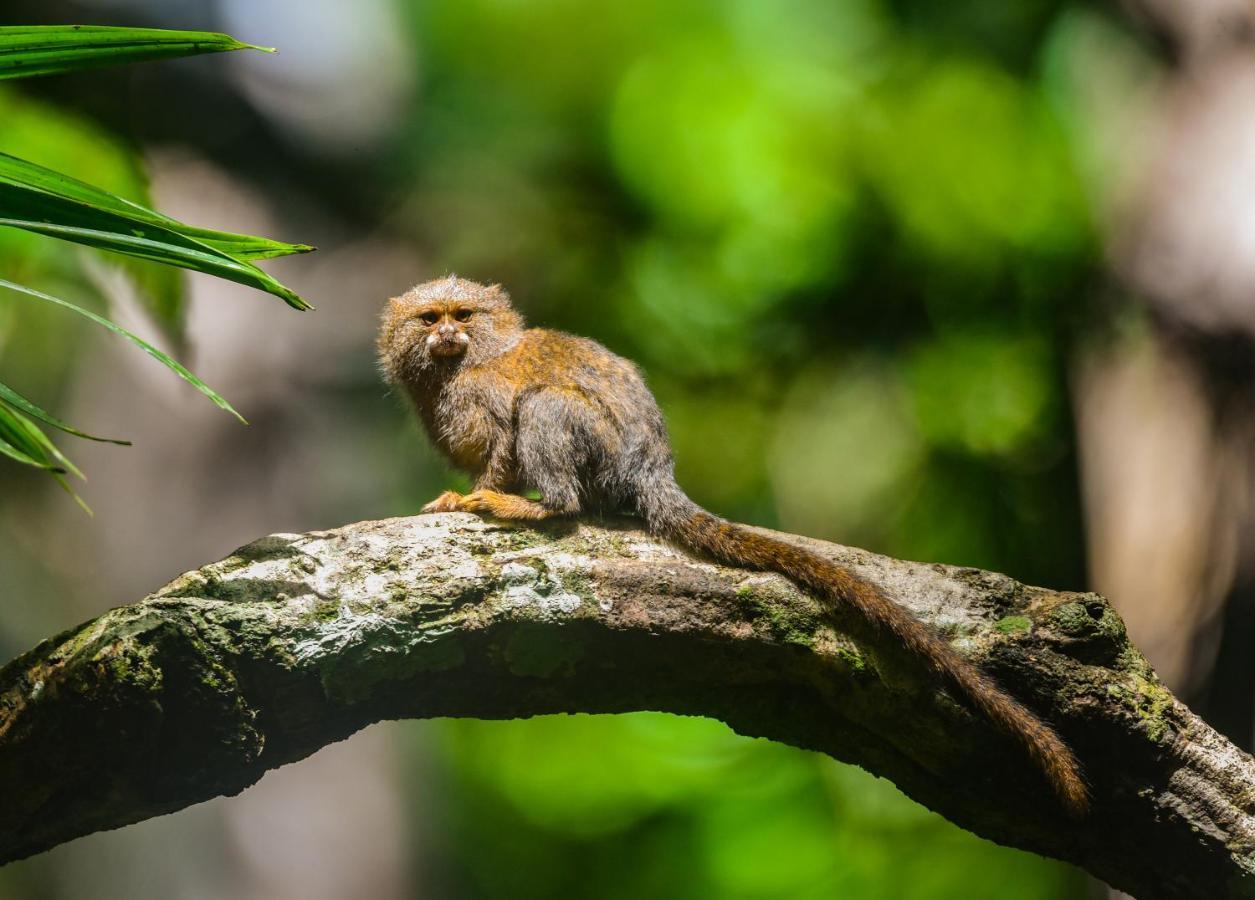 Amazon Muyuna Lodge Paraíso Eksteriør bilde