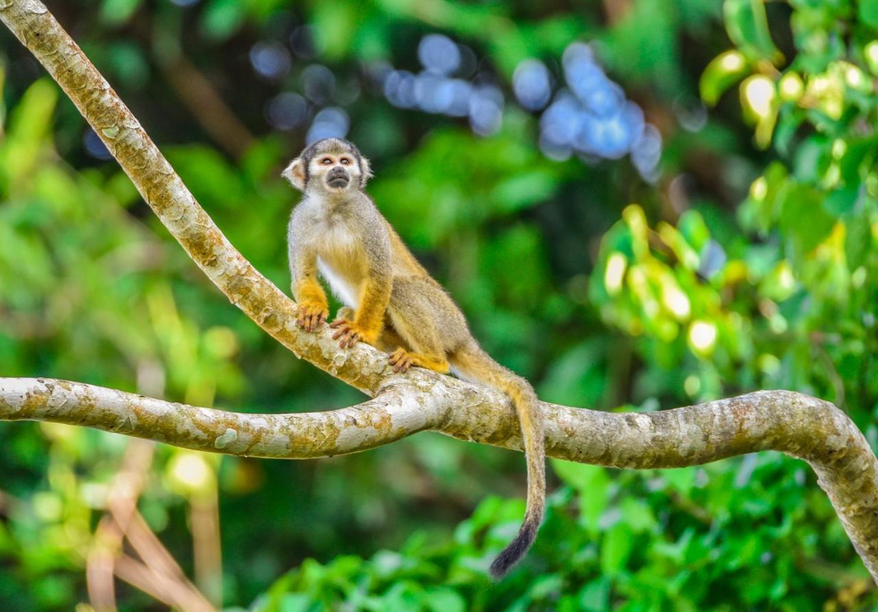 Amazon Muyuna Lodge Paraíso Eksteriør bilde